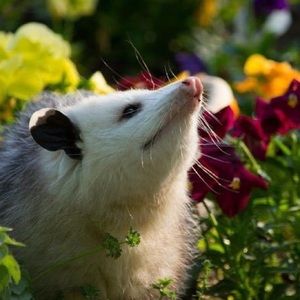 Meet your Posher, Alyson